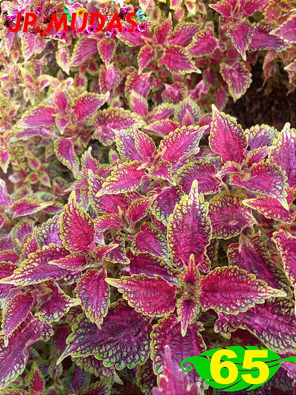 Coleus 65