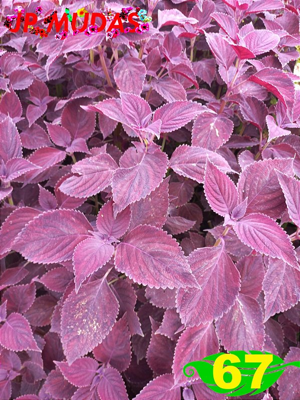 Coleus 67