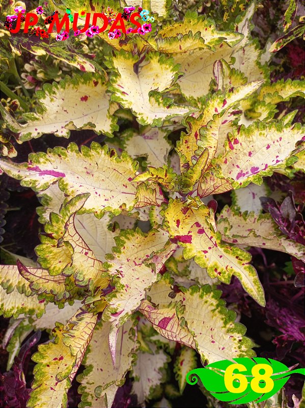 Coleus 68