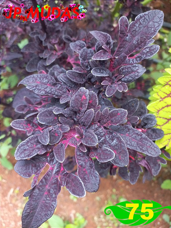 Coleus 75