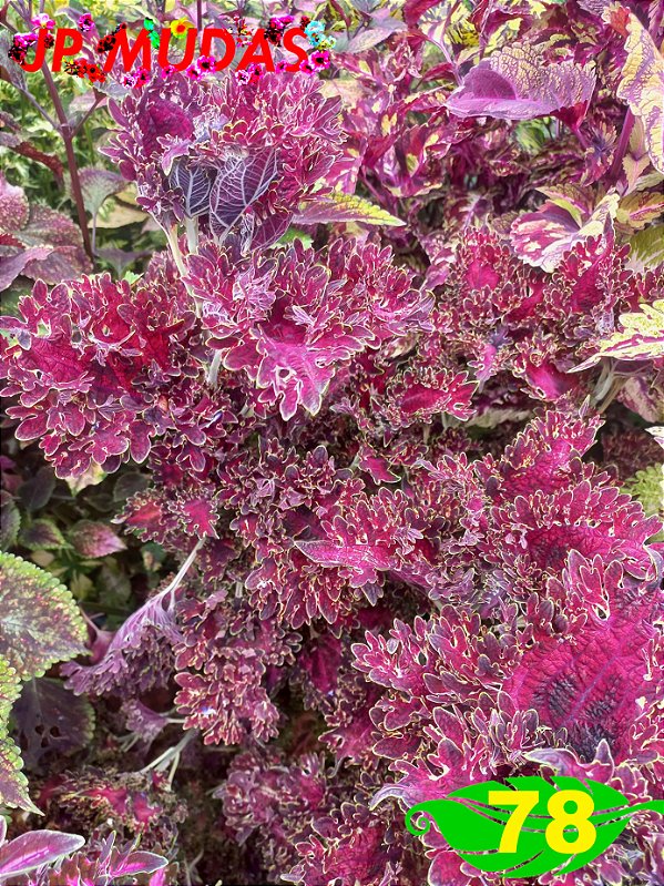 Coleus 78