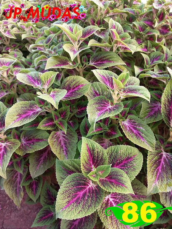 Coleus 86