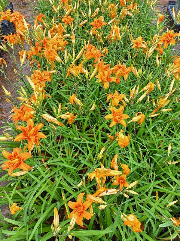 Kit com 10 rizomas lírio são José l43