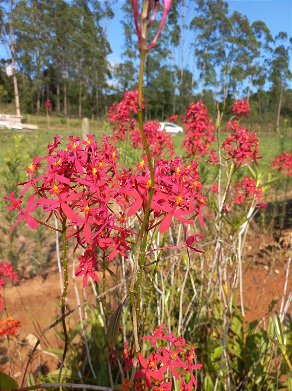 Kit orquídeas epidendrun vermelha 5 unidades