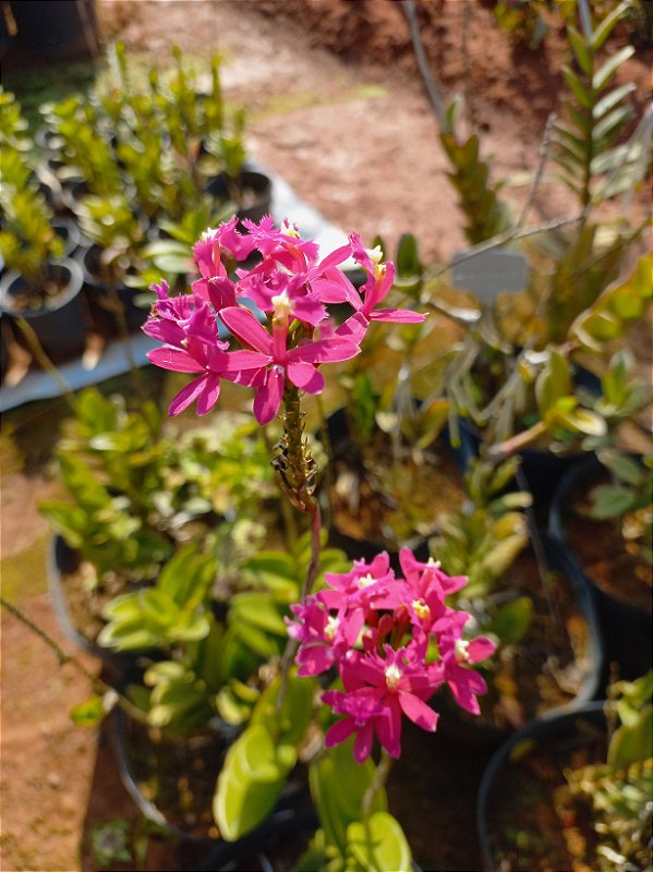 Orquidea epidendrun rosa E3