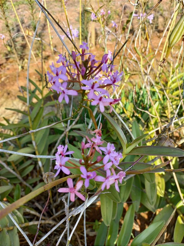 Orquídea epidendrum lilás E5