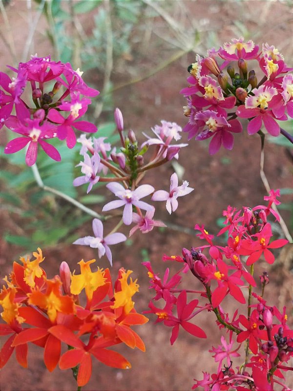Kit epidendrun com 5 mudas 1 de cada