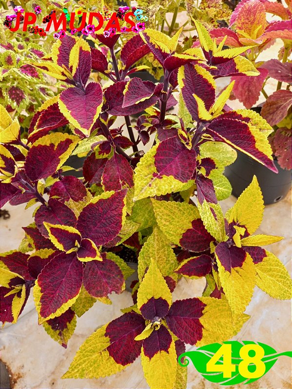 Coleus 48