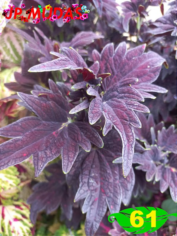 Coleus 61
