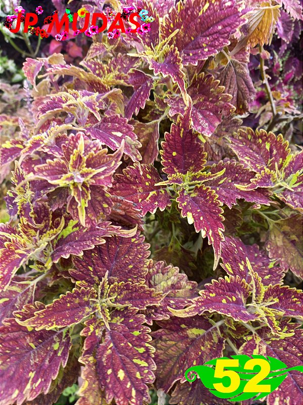 Coleus 52