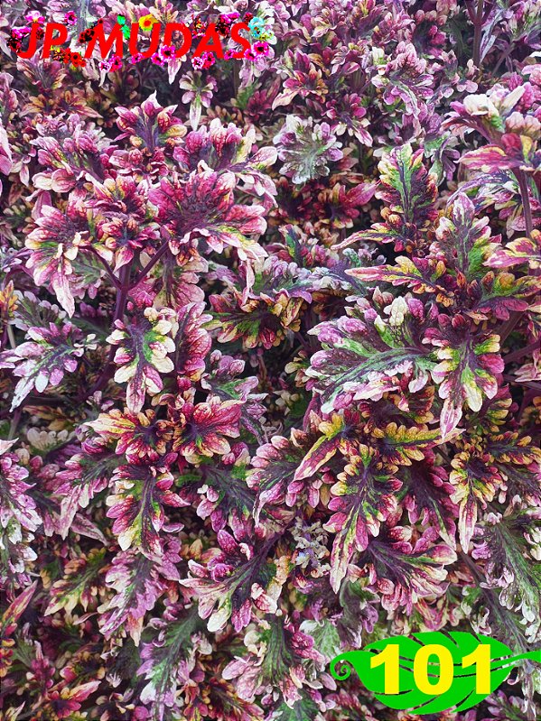 Coleus 101