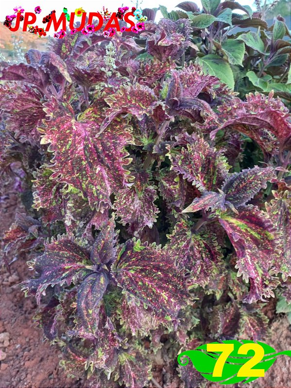 Coleus 72