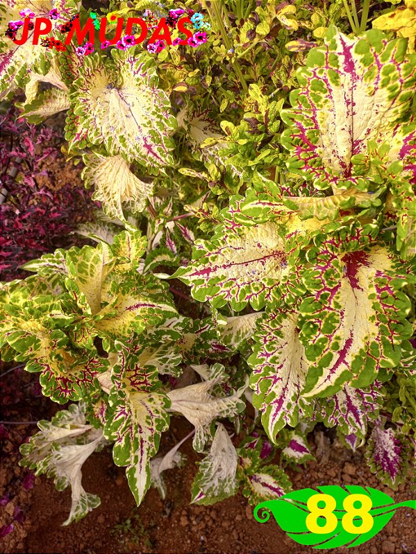 Coleus 88