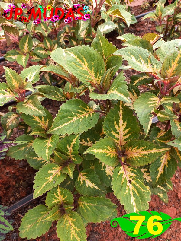 Coleus 76