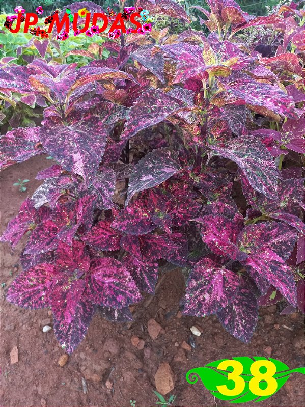 Coleus 38