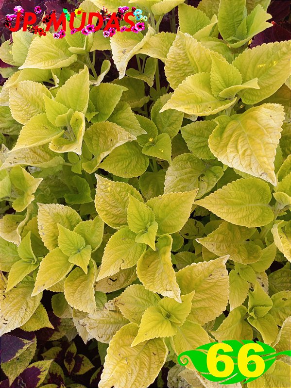 Coleus 66