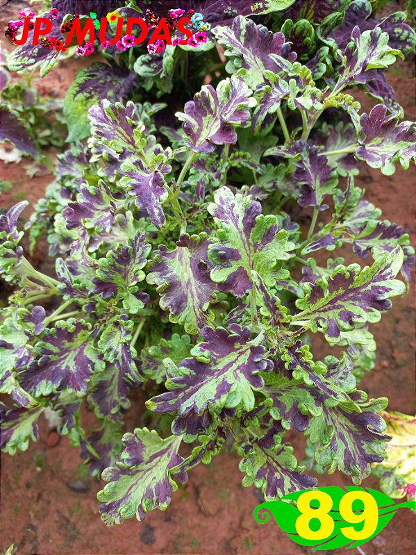 Coleus 89