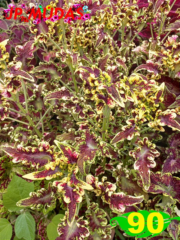 Coleus 90