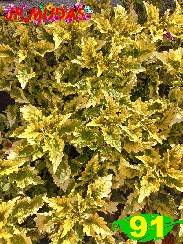 Coleus 91