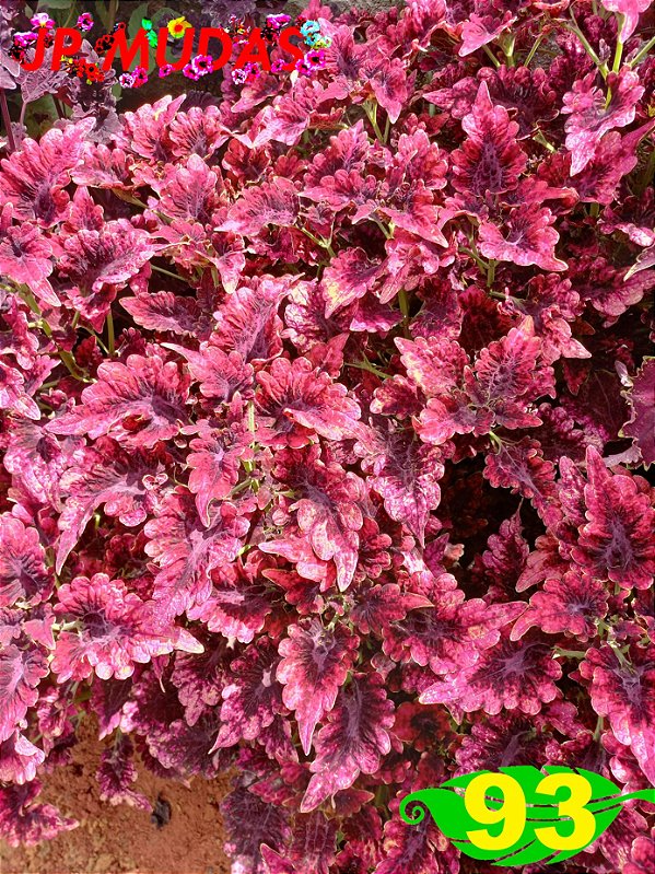 Coleus 93