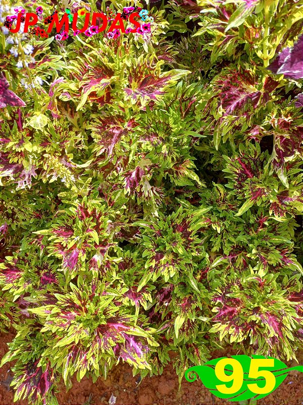 Coleus 95