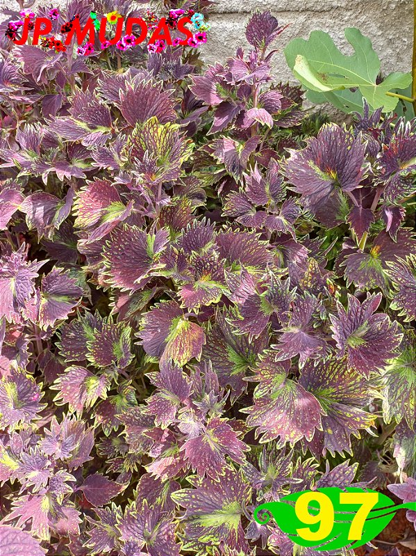 Coleus 97