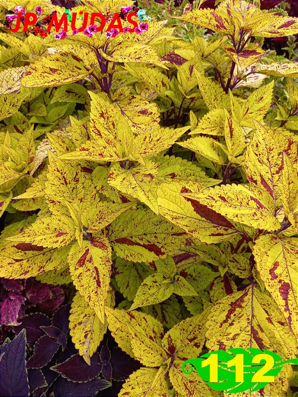 Coleus 112