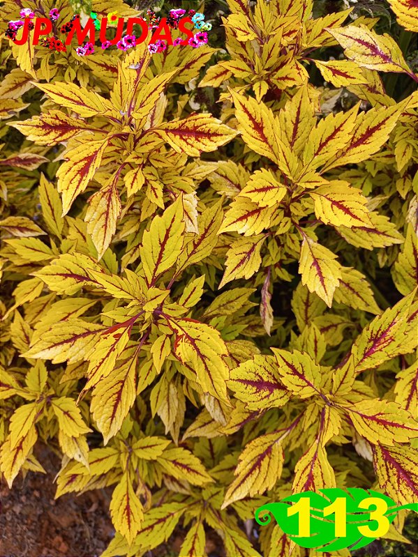 Coleus 113