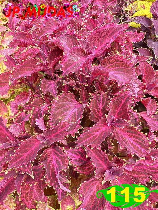 Coleus 115