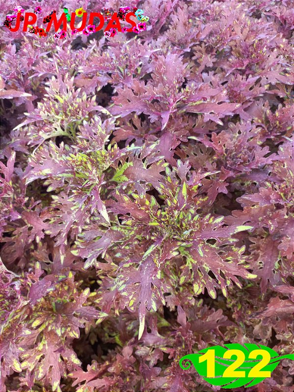 Coleus 122