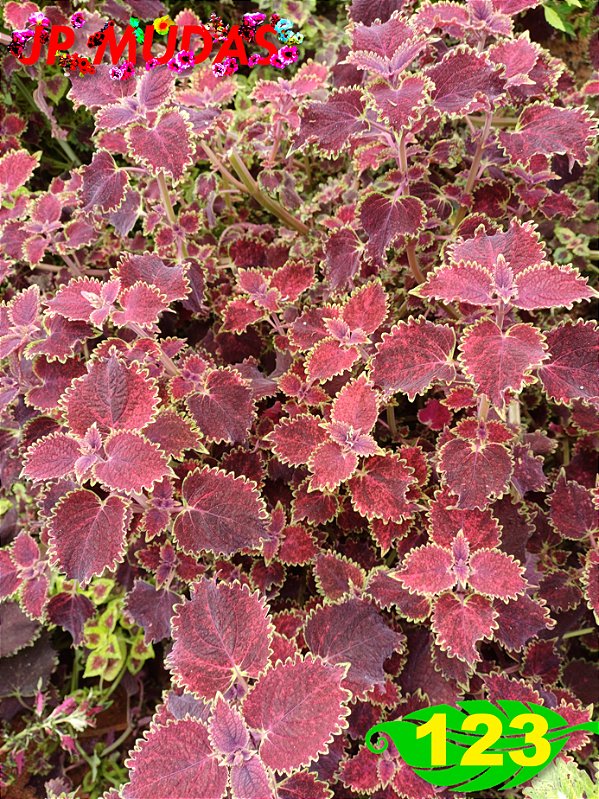 Coleus 123