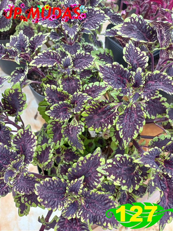 Coleus 127