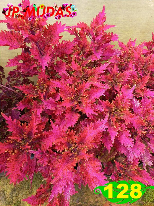 Coleus 128