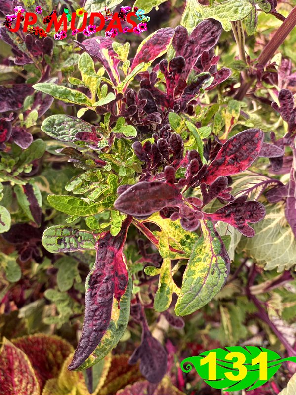 Coleus 131