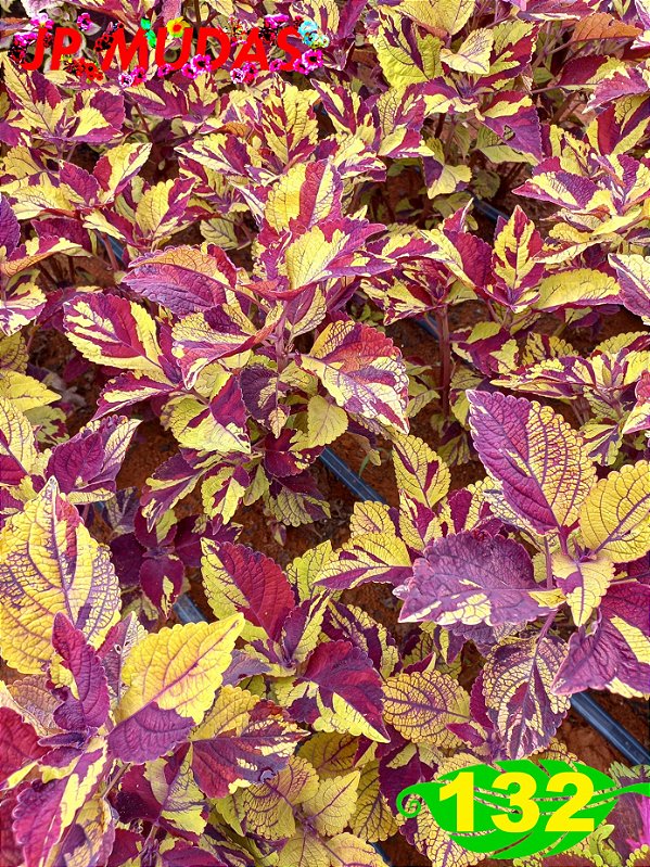 Coleus 132