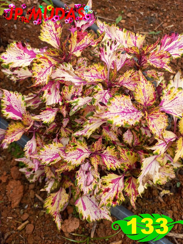 Coleus 133