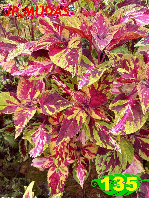 Coleus 135