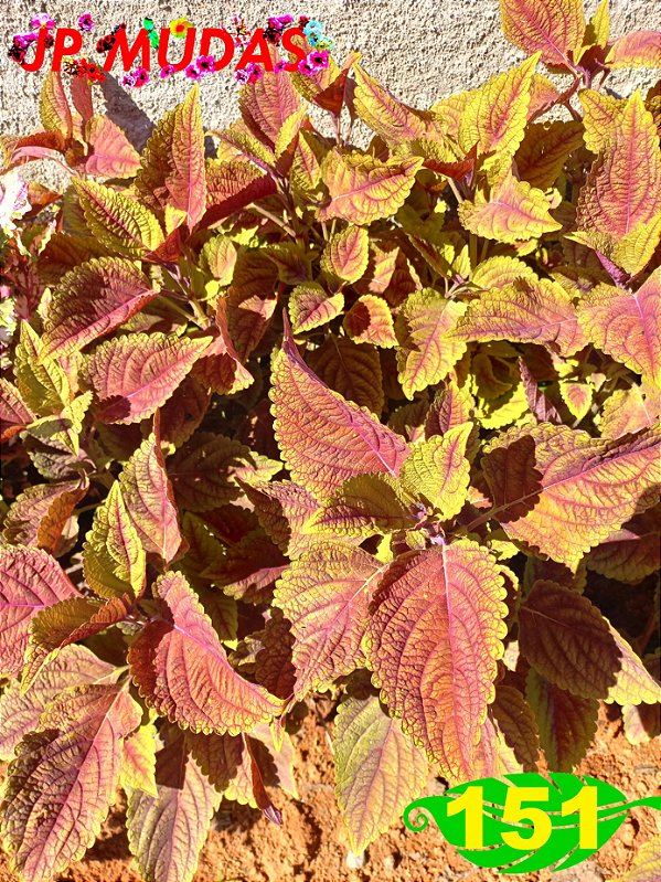 Coleus 151