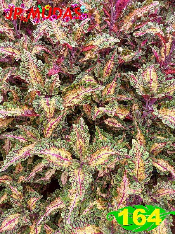 Coleus 164