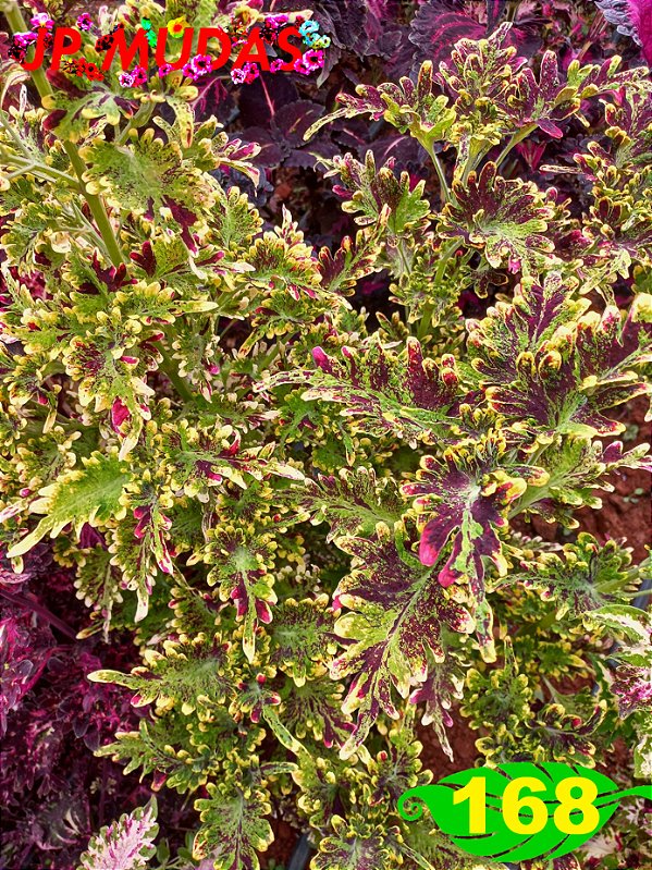 Coleus 168