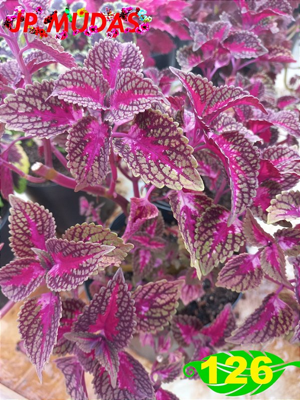 Coleus 126