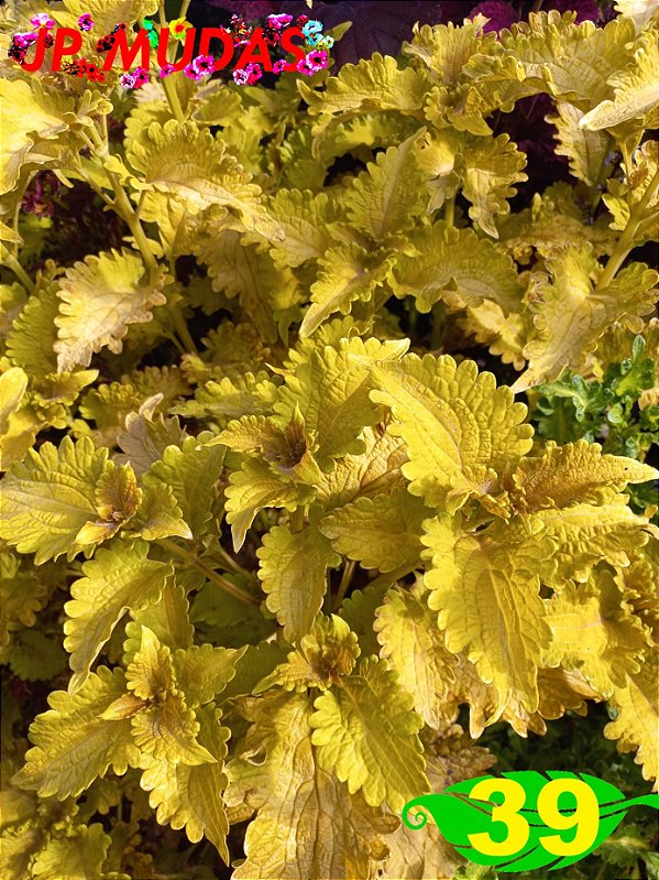 Coleus 39