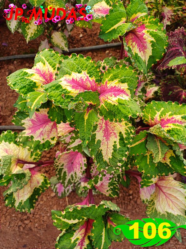 Coleus 106