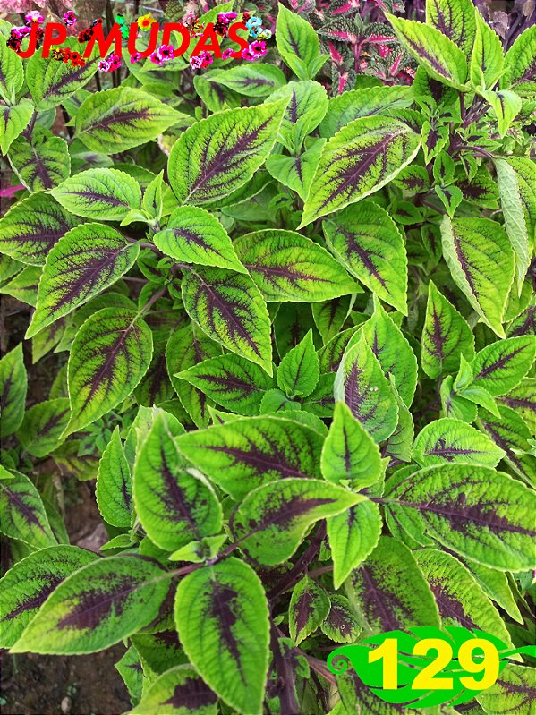 Coleus 129