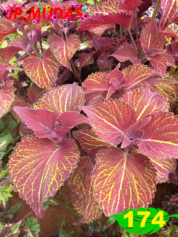 Coleus 174