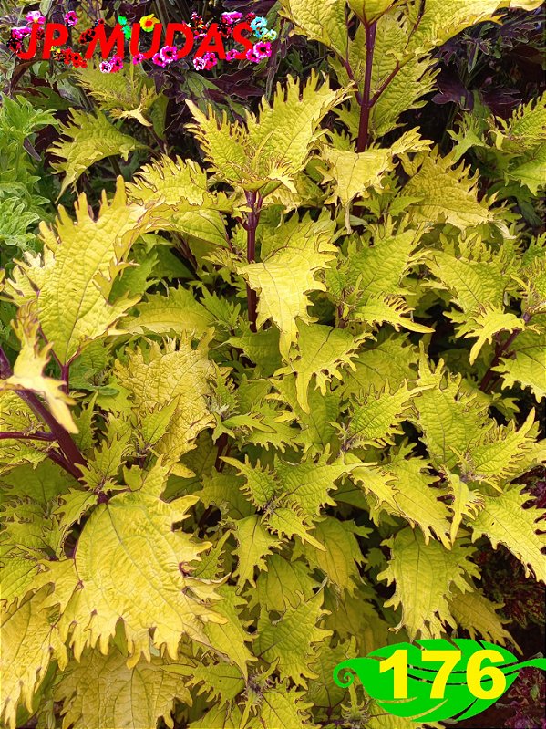 Coleus 176