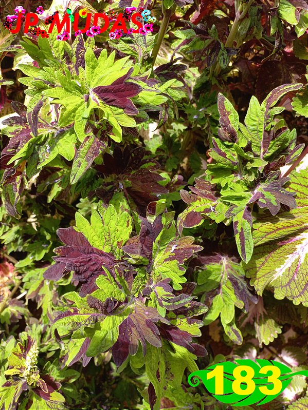 Coleus 183