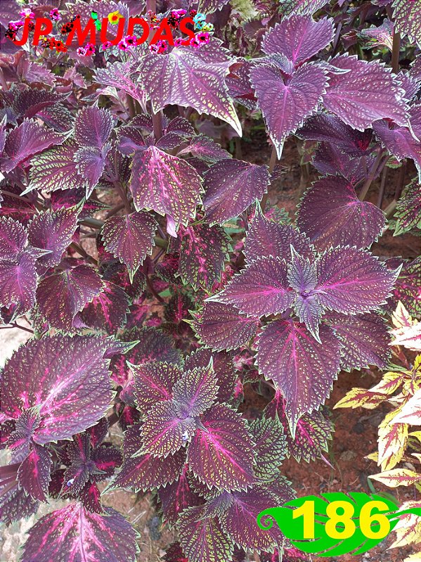 Coleus 186
