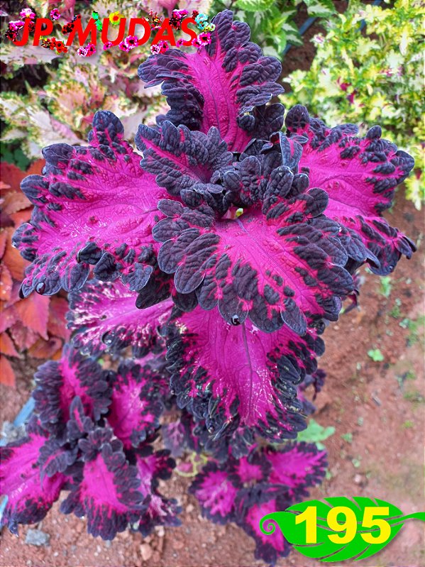 Coleus 195