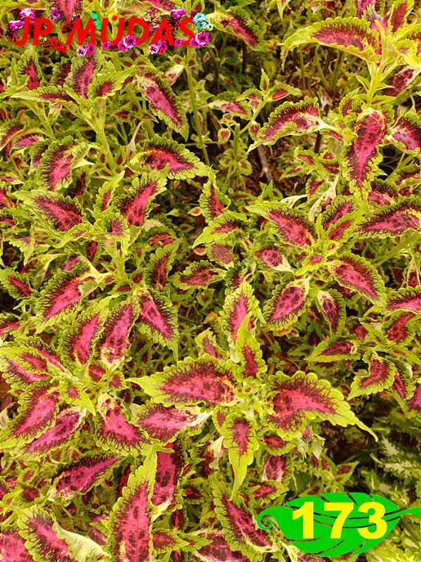 Coleus 173